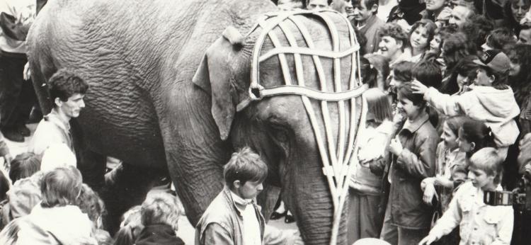 zdjęcie słonia na ul. Szerokiej, z archiwum "Nowości"