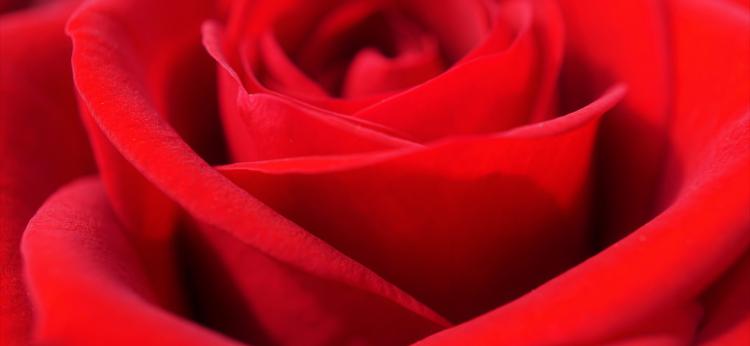 zdjęcie czerwonej róży